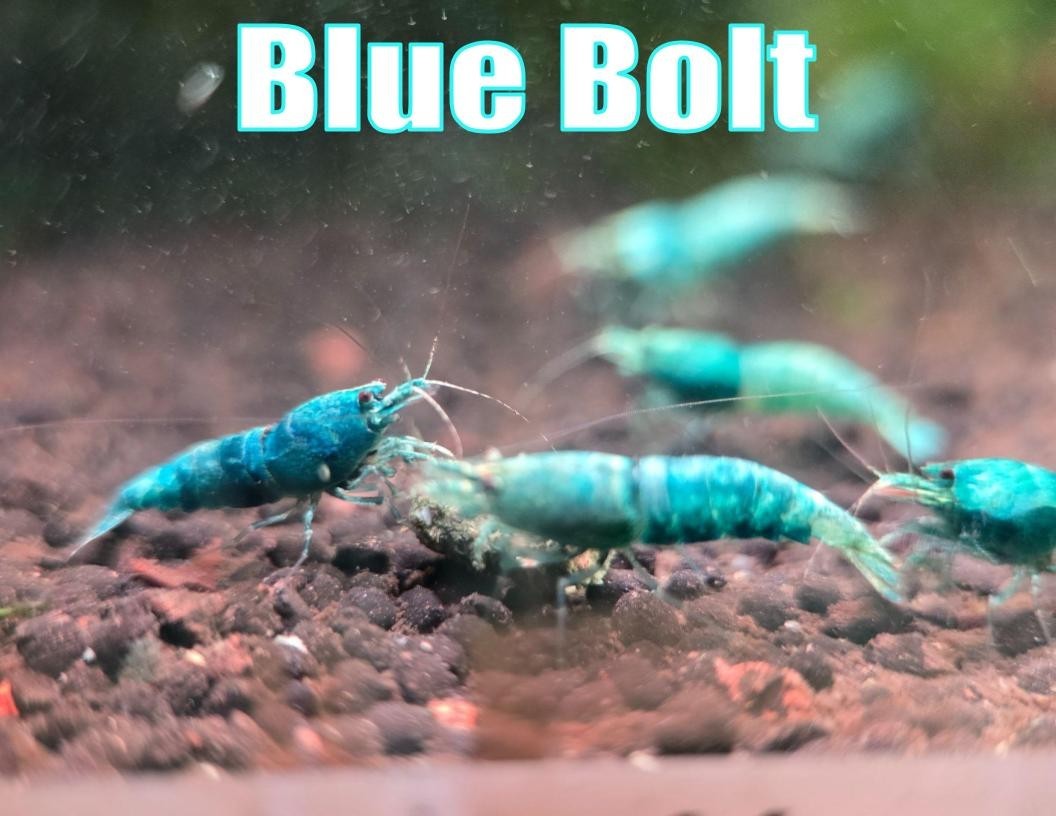 Blue Bolt SS Grade Caridina Live Shrimp for Aquarium Freshwater Shrimp Healthy