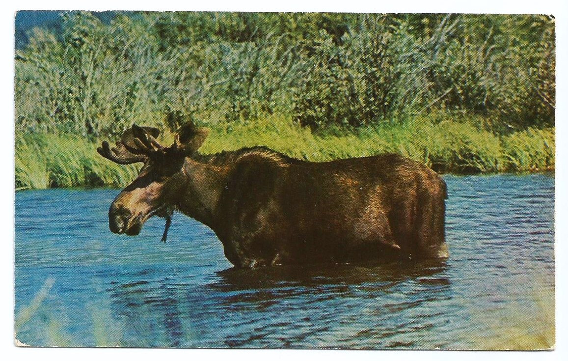 Bull Moose Postcards