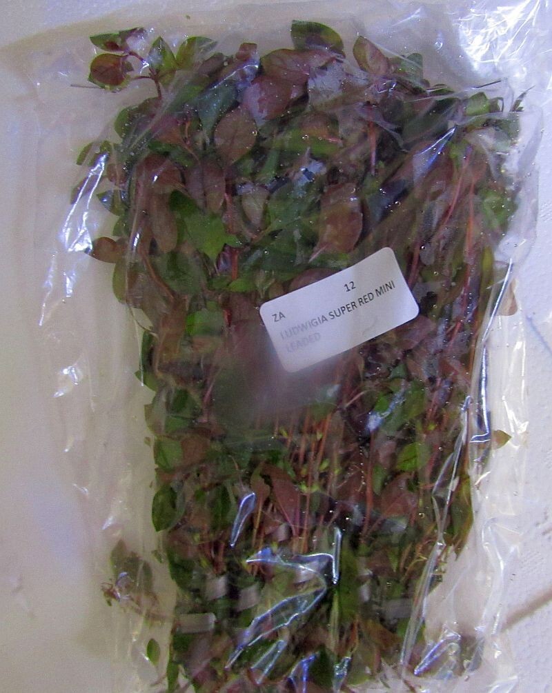 36 bunch plants, well over 100 stems