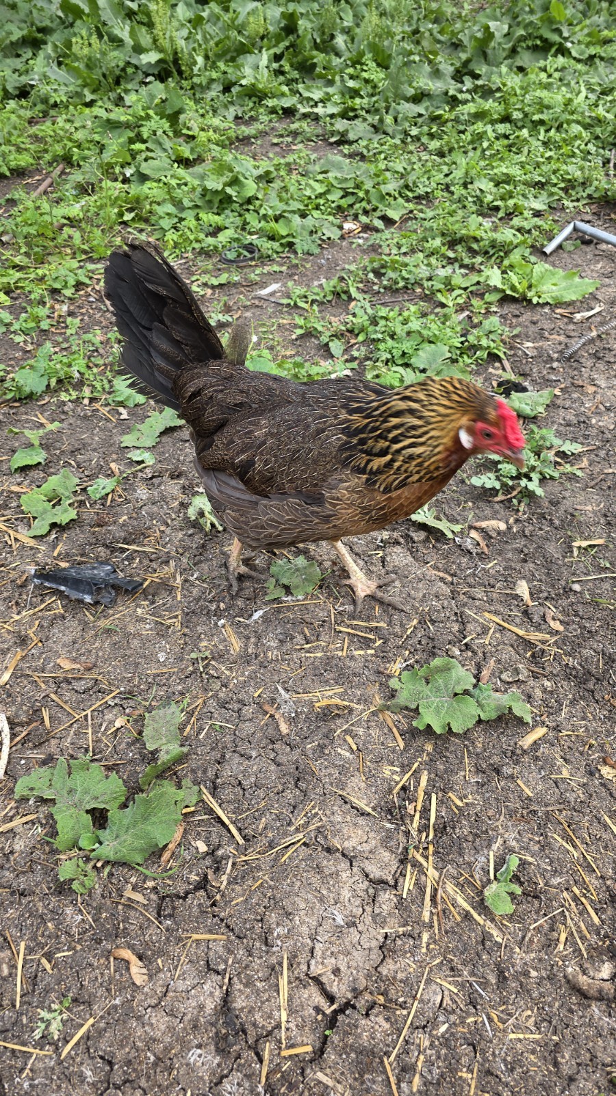 12+ Barnyard Mix Fresh Fertile Hatching Eggs FREE RANGE