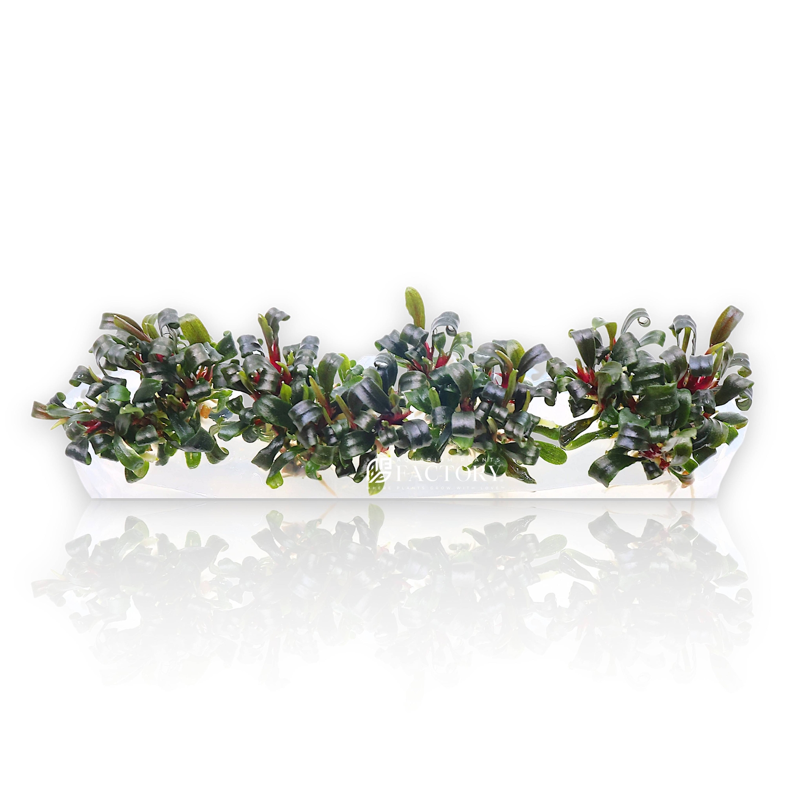 Bucephalandra Red Catherine Vitro Culture