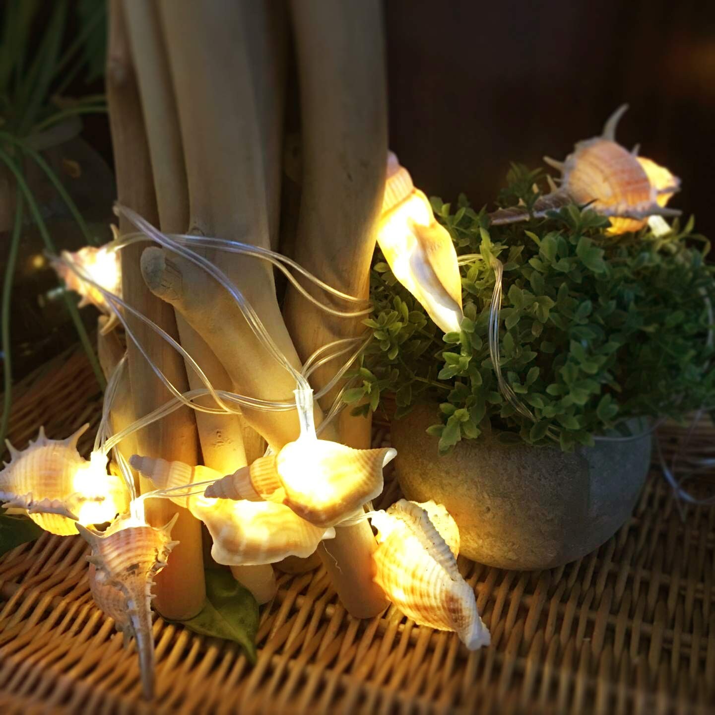 Natural Conch LED String Lights, 10 Ft 10 LED Battery Powered Waterproof Low ...