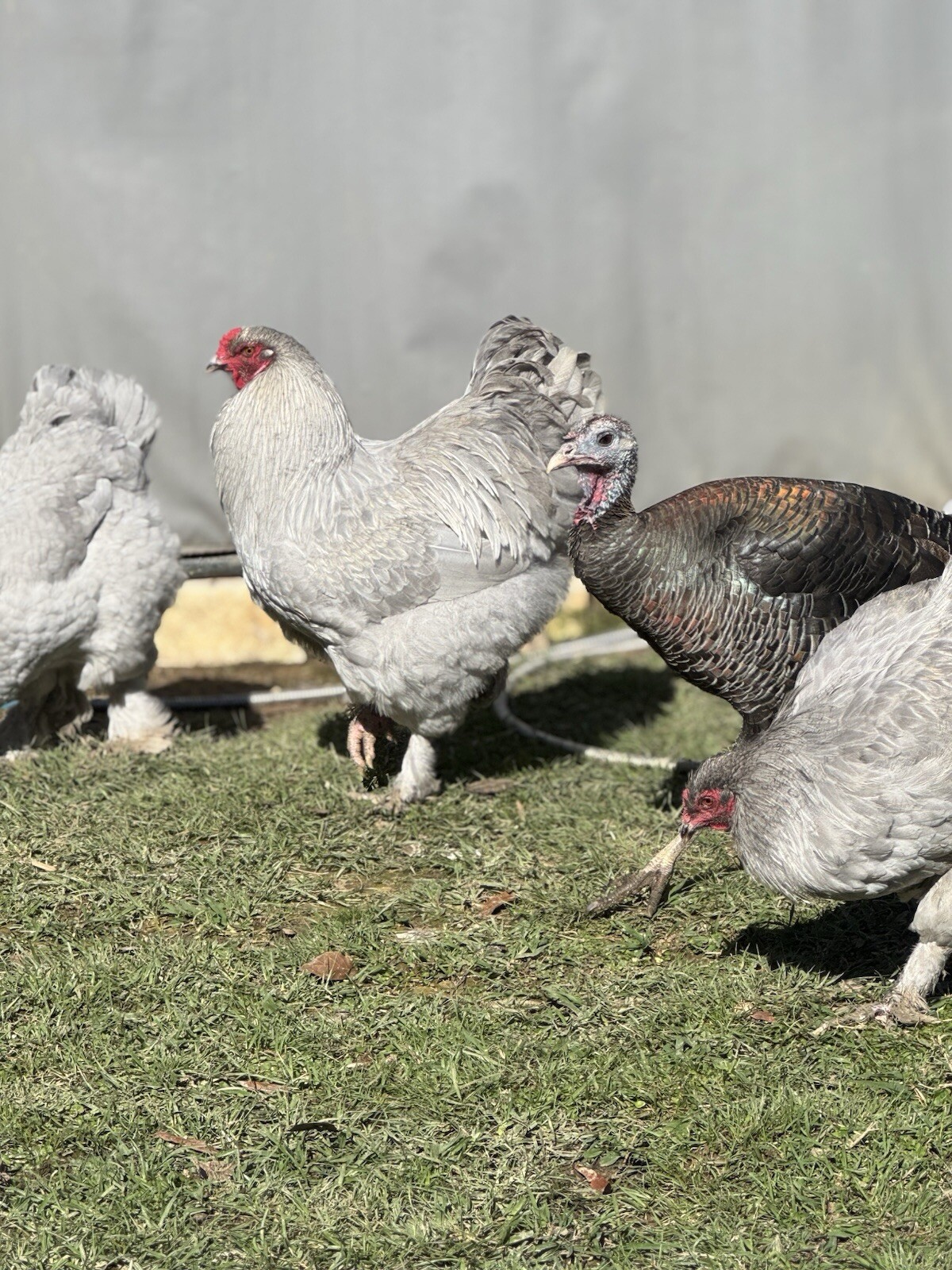 1 Lavender or Isabel Brahma Hatching Egg