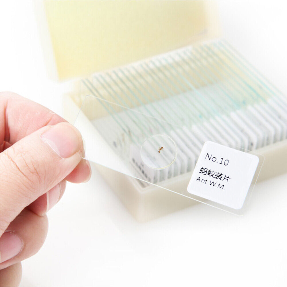 10 PCS/Set Prepared Slides Kids Microscope Microscope Slides With Specimens
