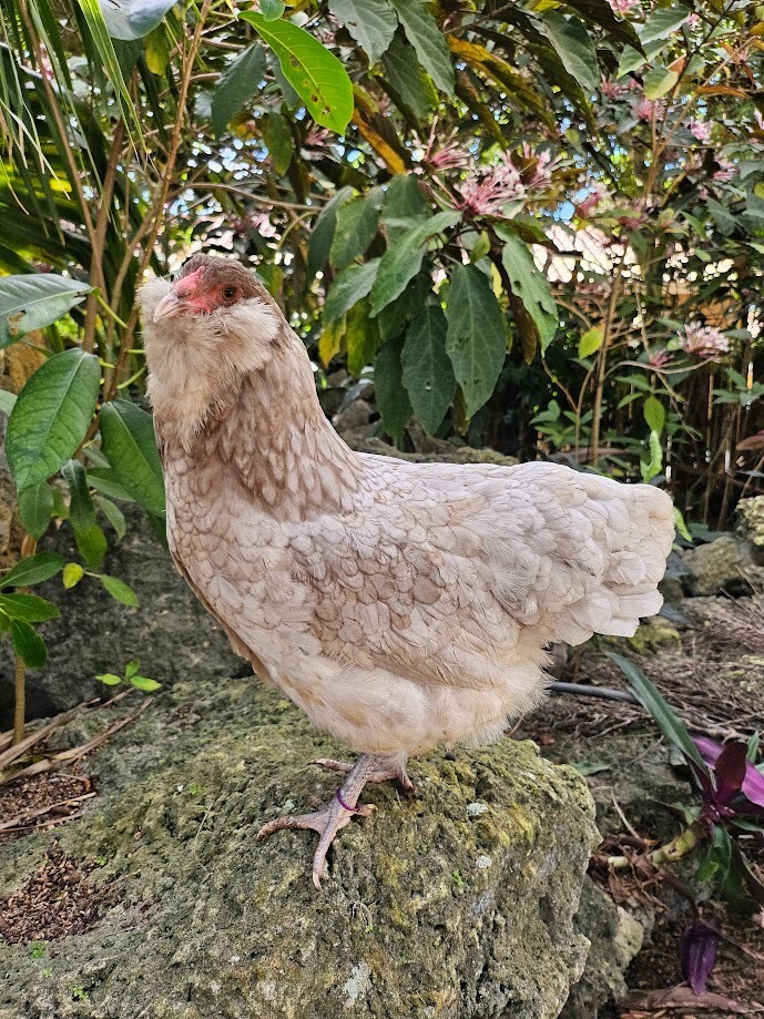 (6) Mauve and Chocolate Ameraucana Hatching Eggs - Possible Mottled Split!