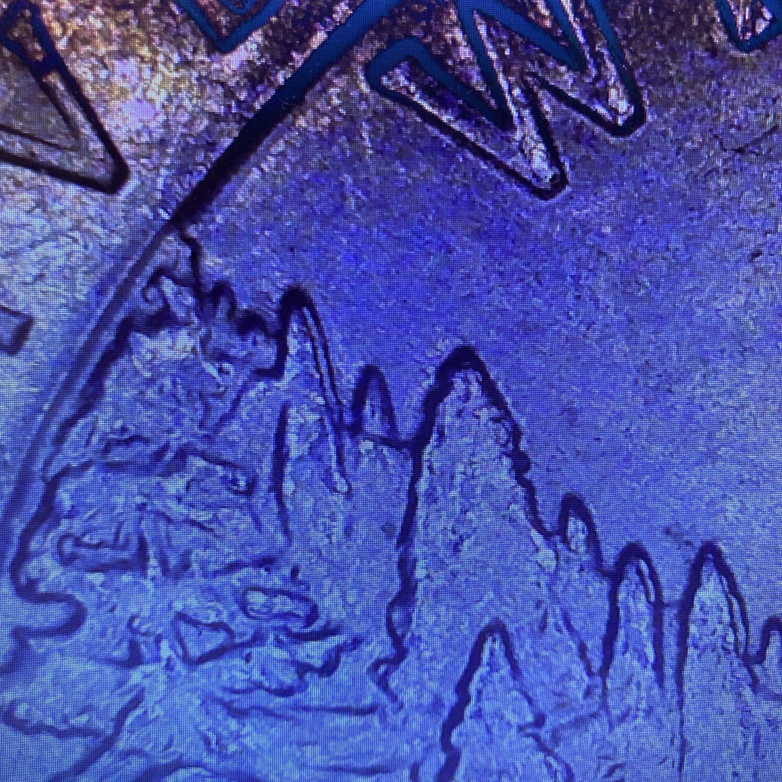 🔥2019-P River Of No Return Quarter With Reverse Doubled Tree Tops Error🔥