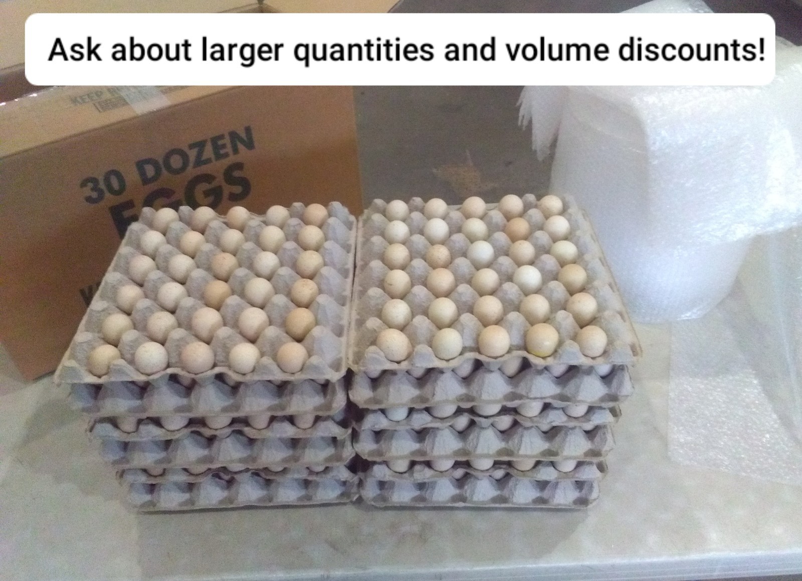 28+ Fertile Chukar Partridge Hatching Eggs