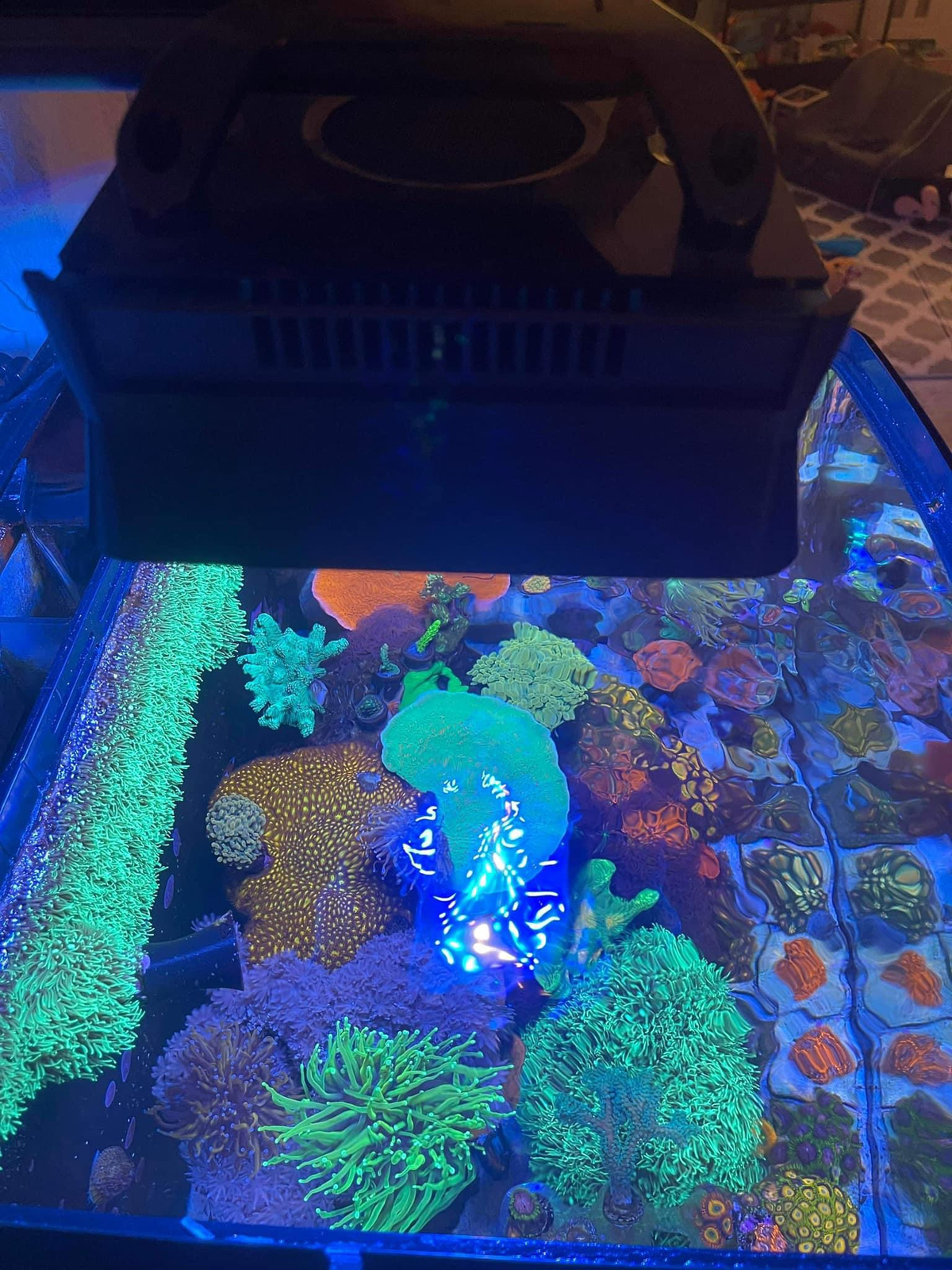 Ecotech XR15 Shade