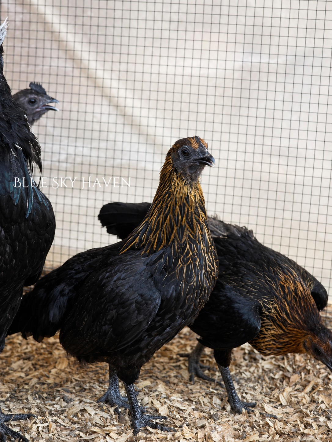 🔥RARE 12+ Hmong Hatching Eggs🔥 Original Laos Import - Pure Lines -