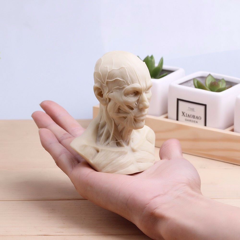 Human Muscle Skeleton Head Model Muscle Head Skull Anatomy Sculpture Art Sketch