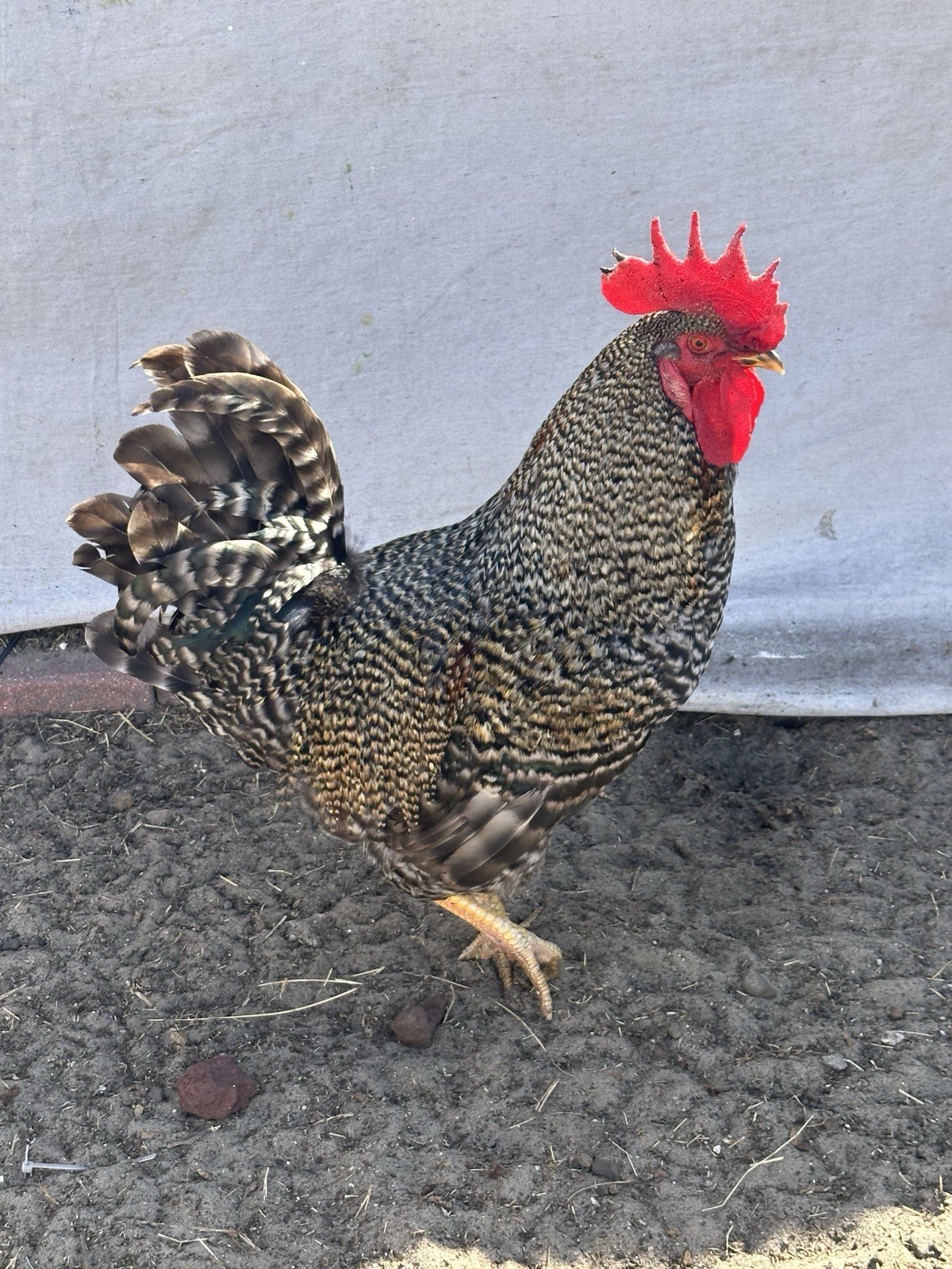 16+ Breeds Chicken Fertile Hatching Eggs, (12) 🐣 fertilized hatching eggs ❤️