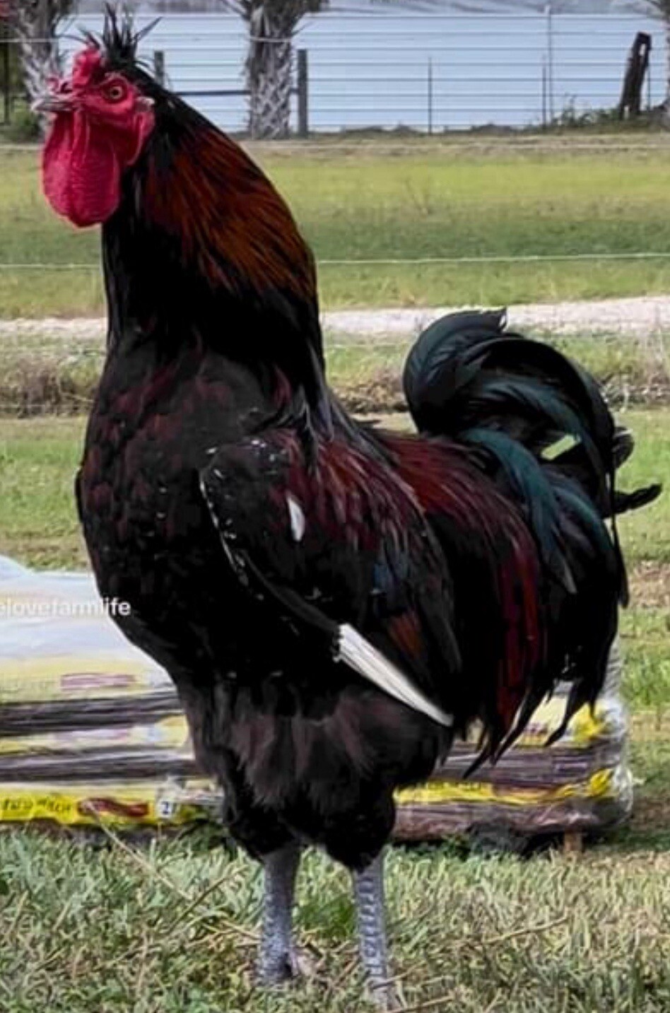 15+ Rare Sanjak Longcrower Chicken Hatching Eggs Large Breed 🎶 Unique Crow 🎶