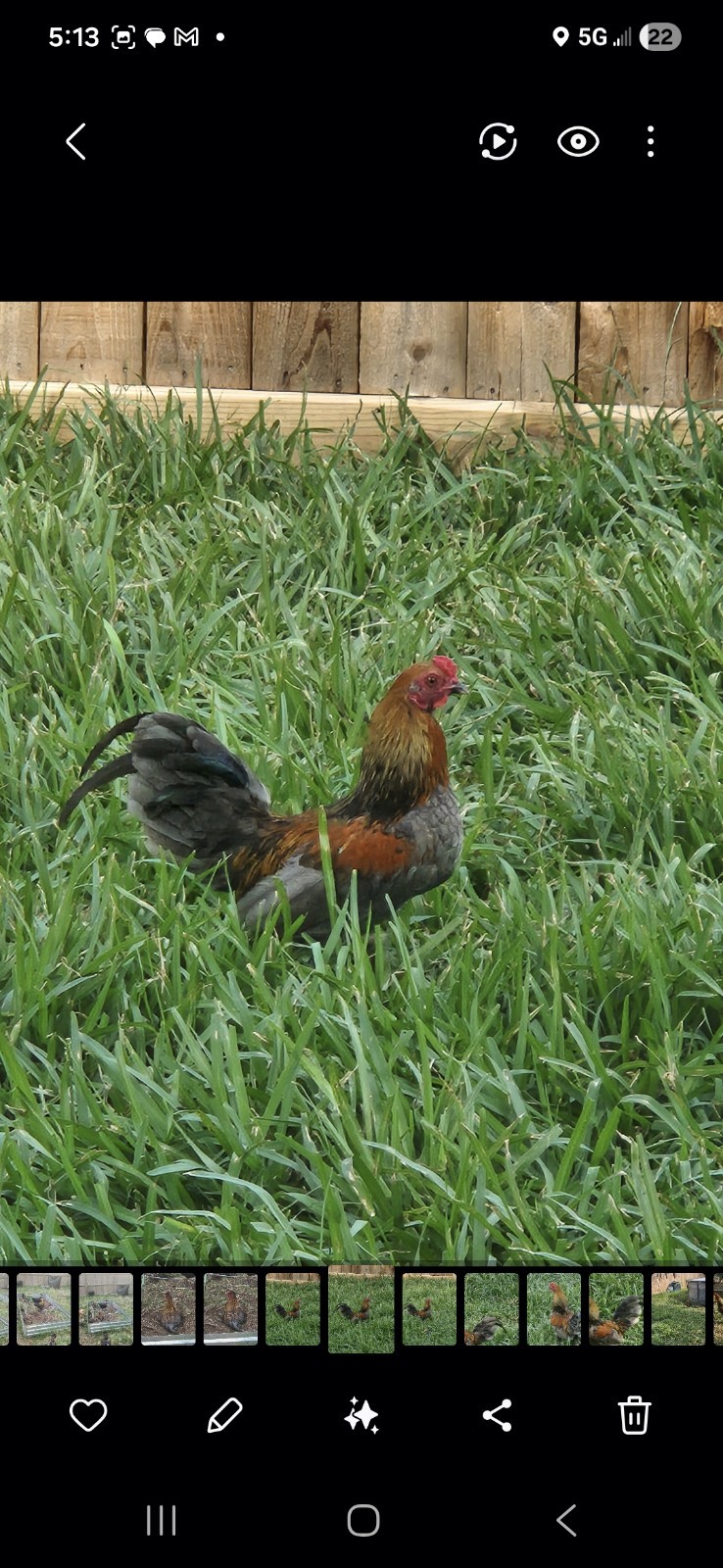 Fertile Bantam Mystery Hatch 18 eggs