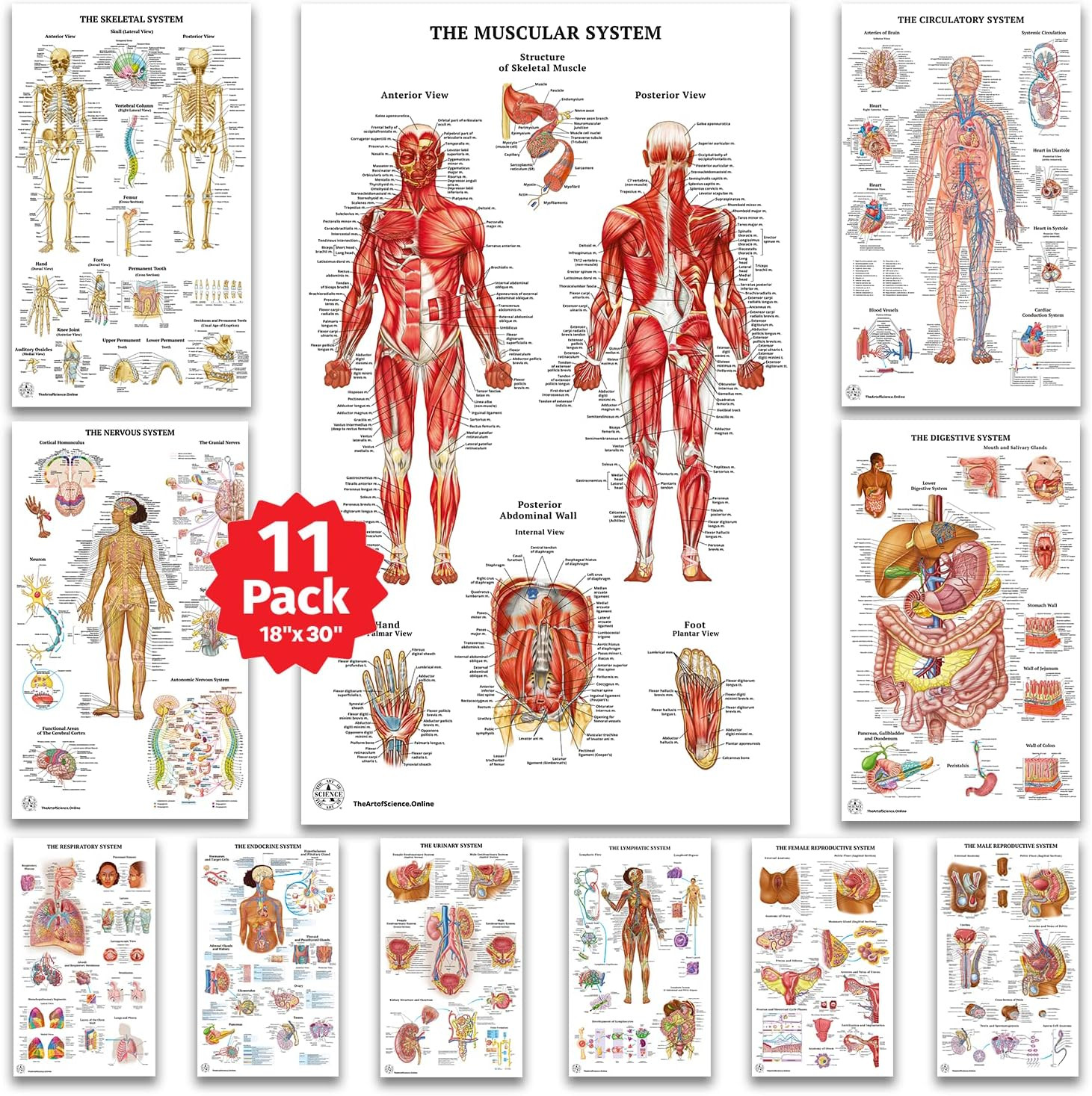 11 Human Anatomy Posters - Medical Posters, Skeletal, Male Female Muscular, Circ