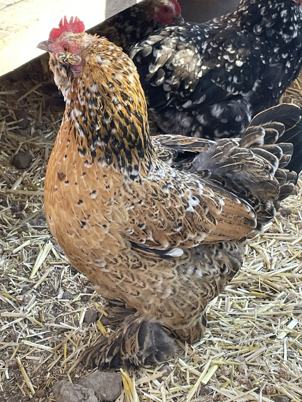 10 ++ FERTILE BANTAM COCHIN HATCHING EGGS Assorted Colors.