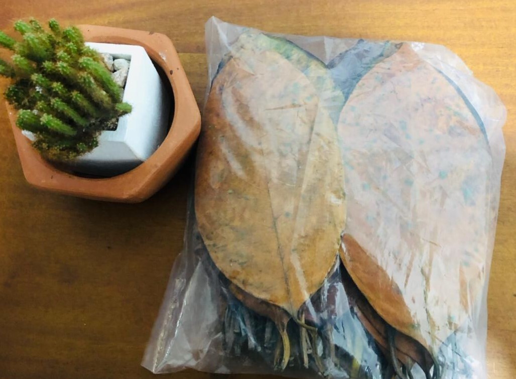 Natural Ceylon Dried Jack Fruit 100pcs Organic bio Shrimp Aquarium Leaves