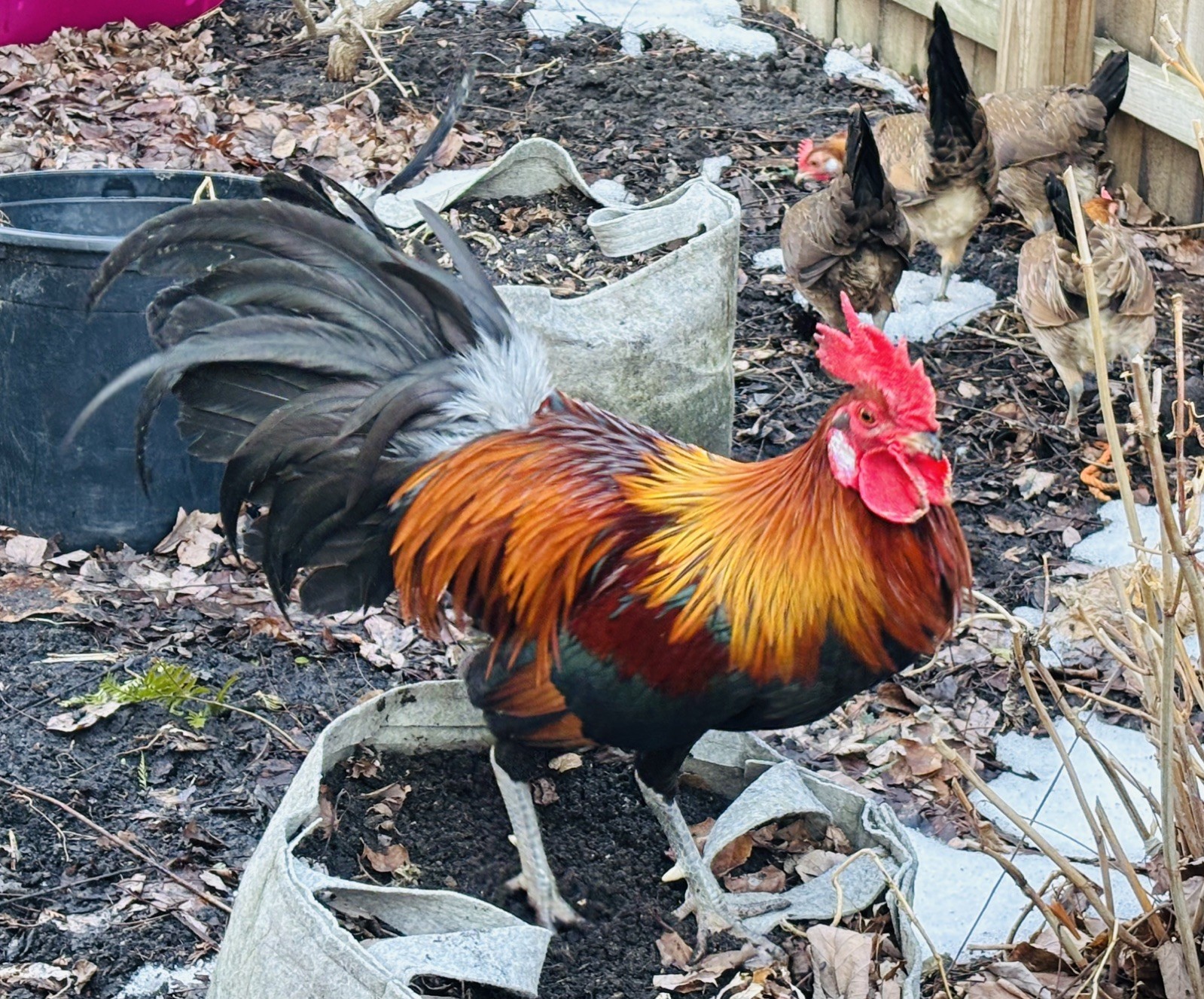 Jungle Fowl 8 hatching eggs..