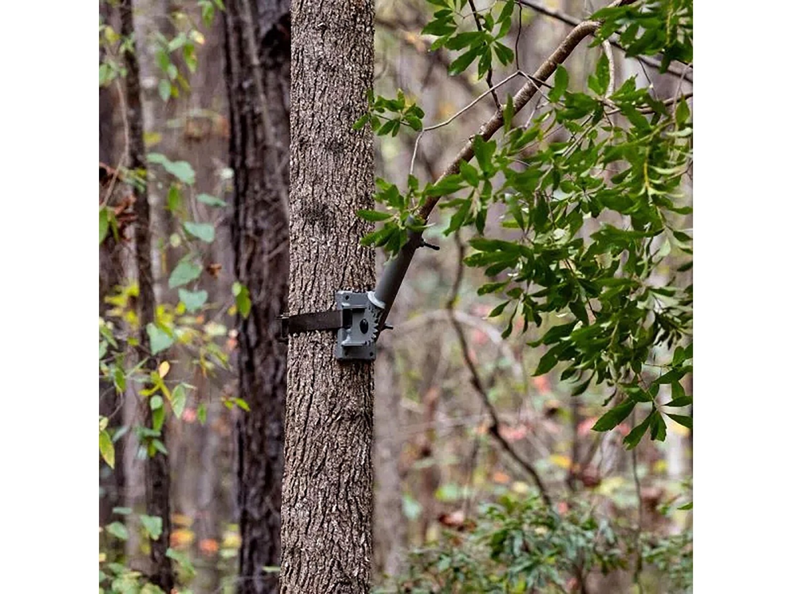Code Blue Buck Angler Licking Branch Hanger
