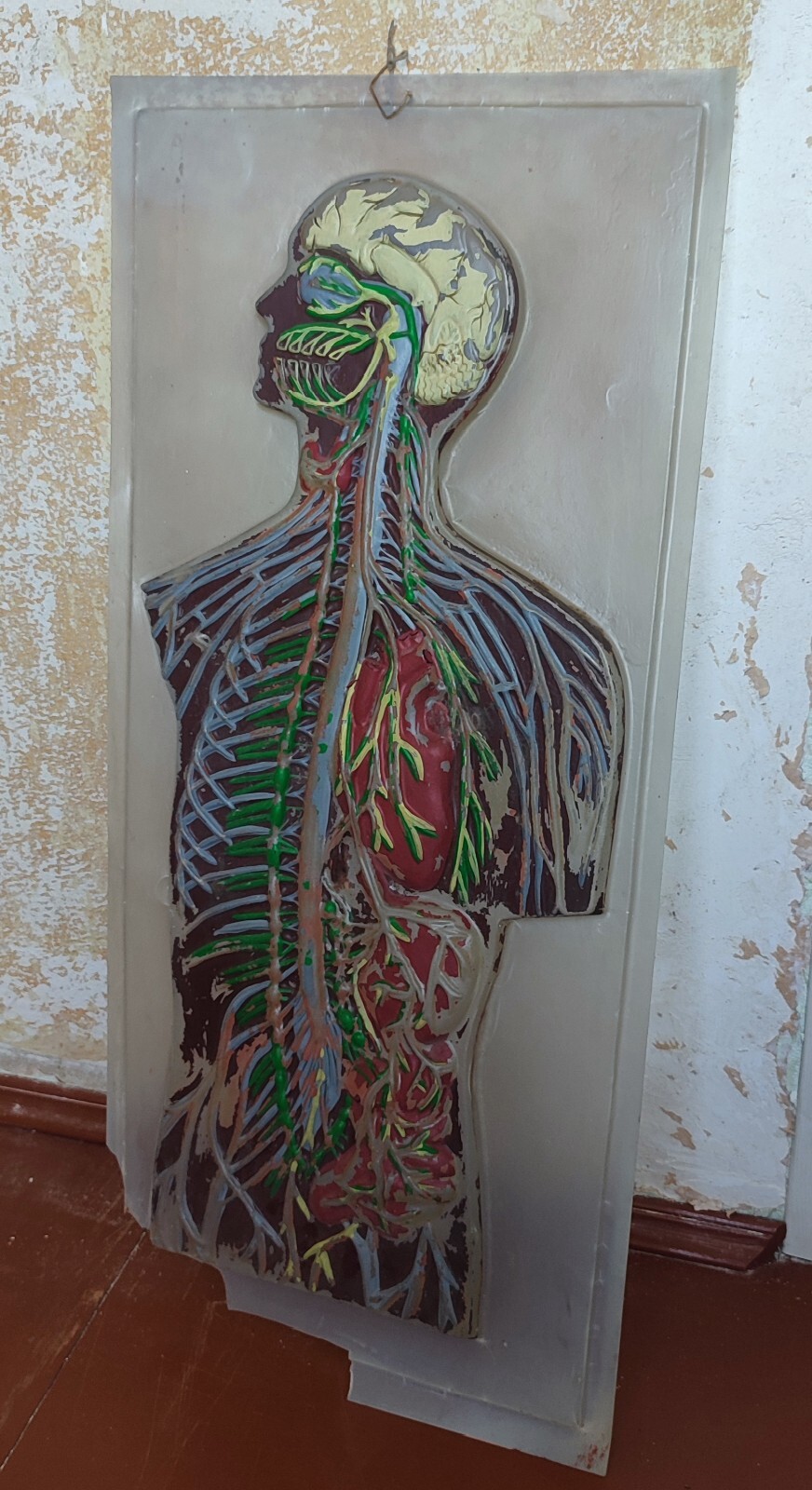 ODDITIES CURIOSITIES ORIGINAL VINTAGE PLASTIC ANATOMICAL MODEL POSTER