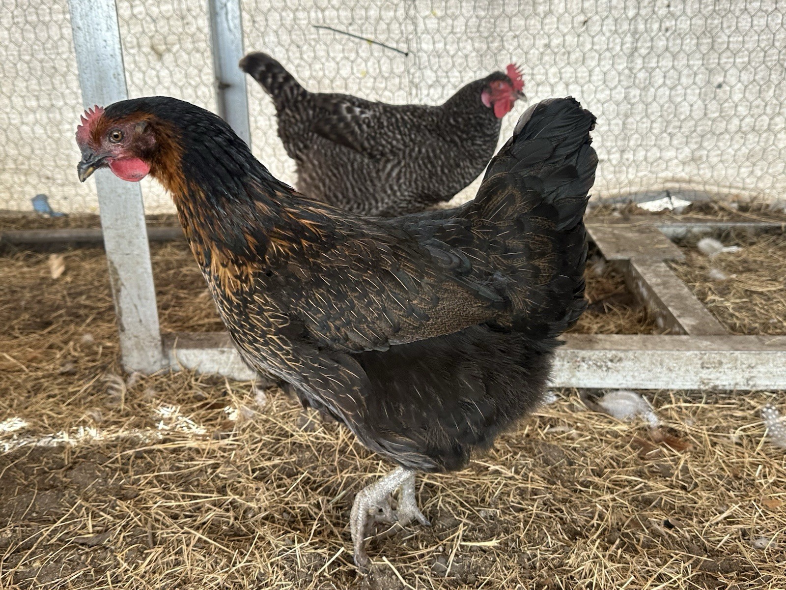 16+ Breeds Chicken Fertile Hatching Eggs, (12) 🐣 fertilized hatching eggs ❤️