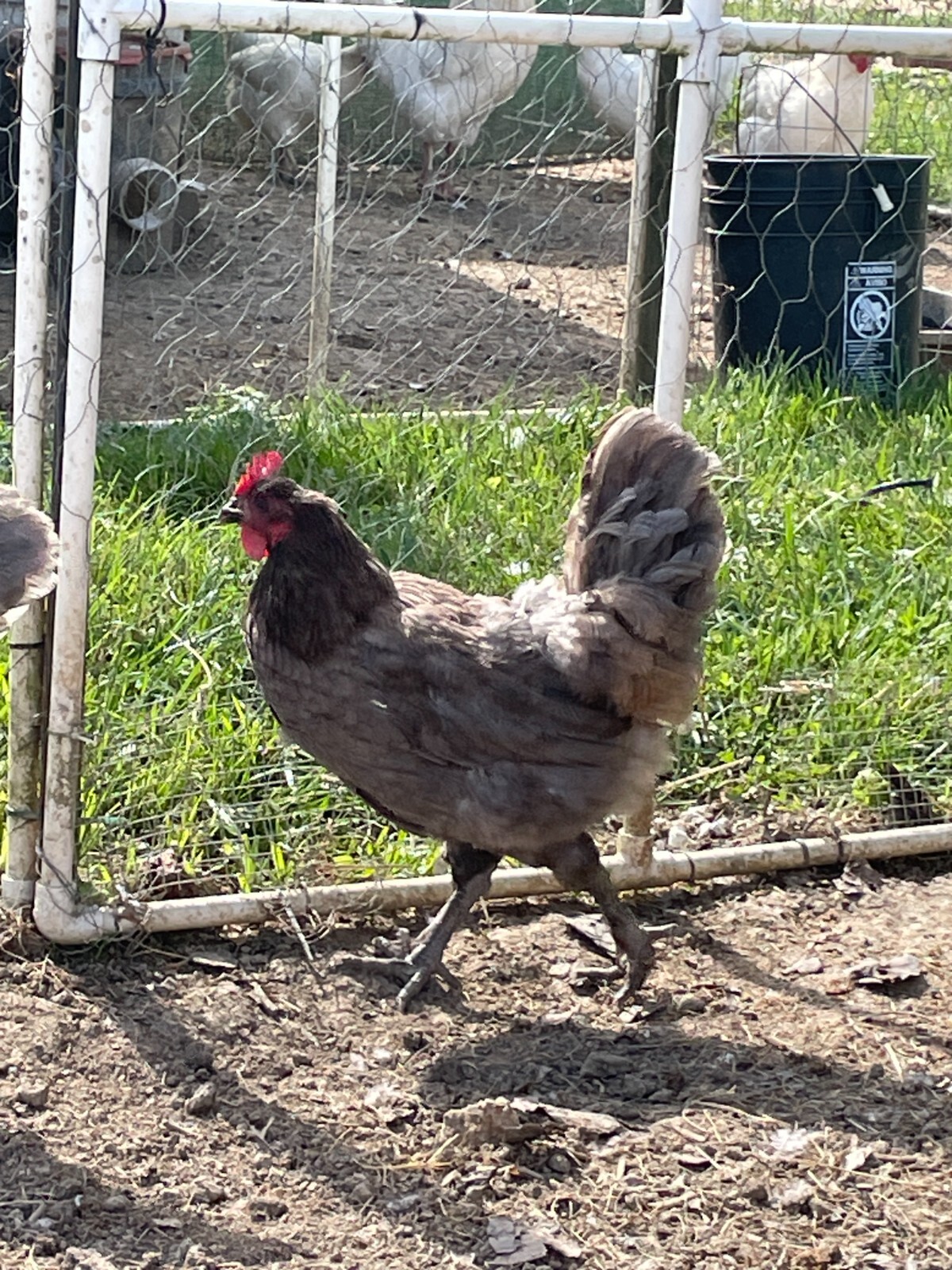 6 Blue (BBS) Maran Hatching Eggs