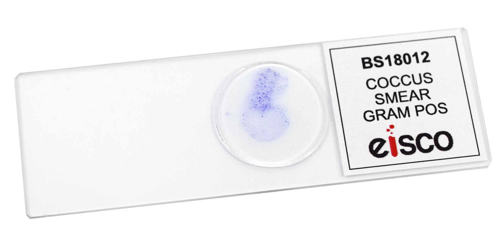 Coccus Smear, Gram-Positive, Prepared Microscope Slide - 75x25mm - Eisco Labs