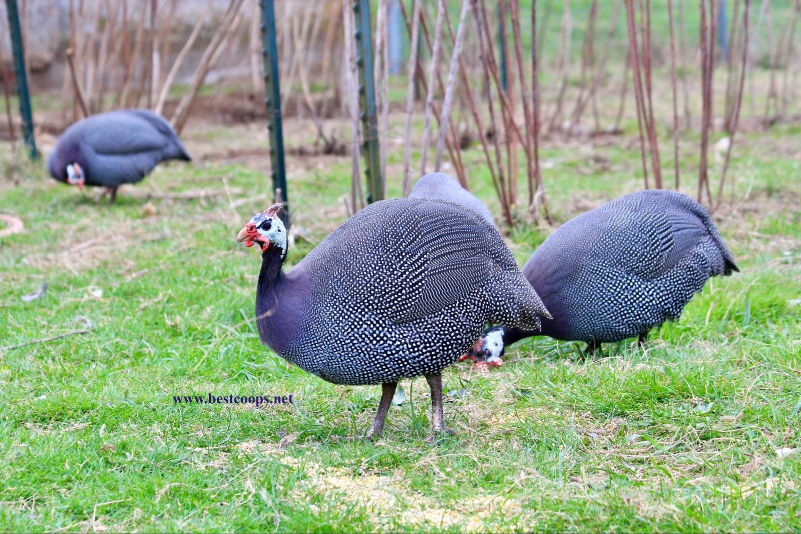6+ Pearl Guinea Fowl Hatching Eggs