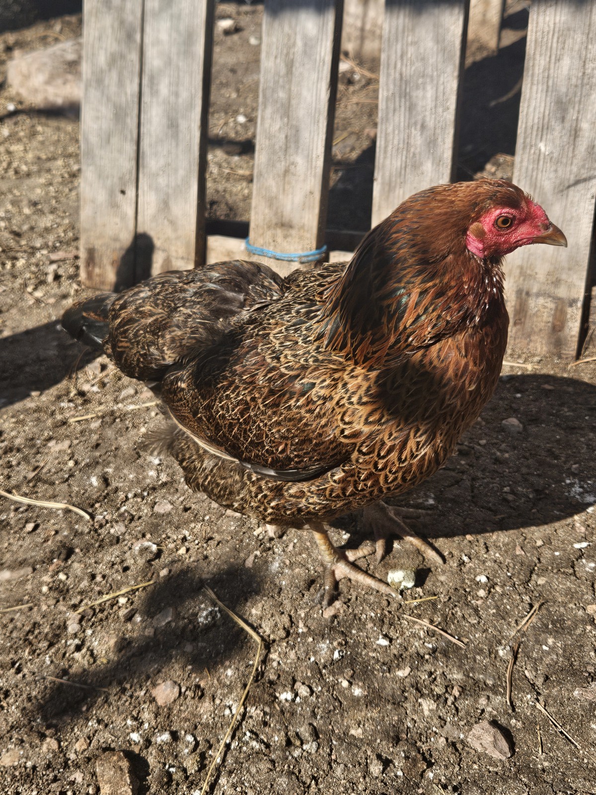 12 + Partridge Chantecler Chicken Hatching Eggs