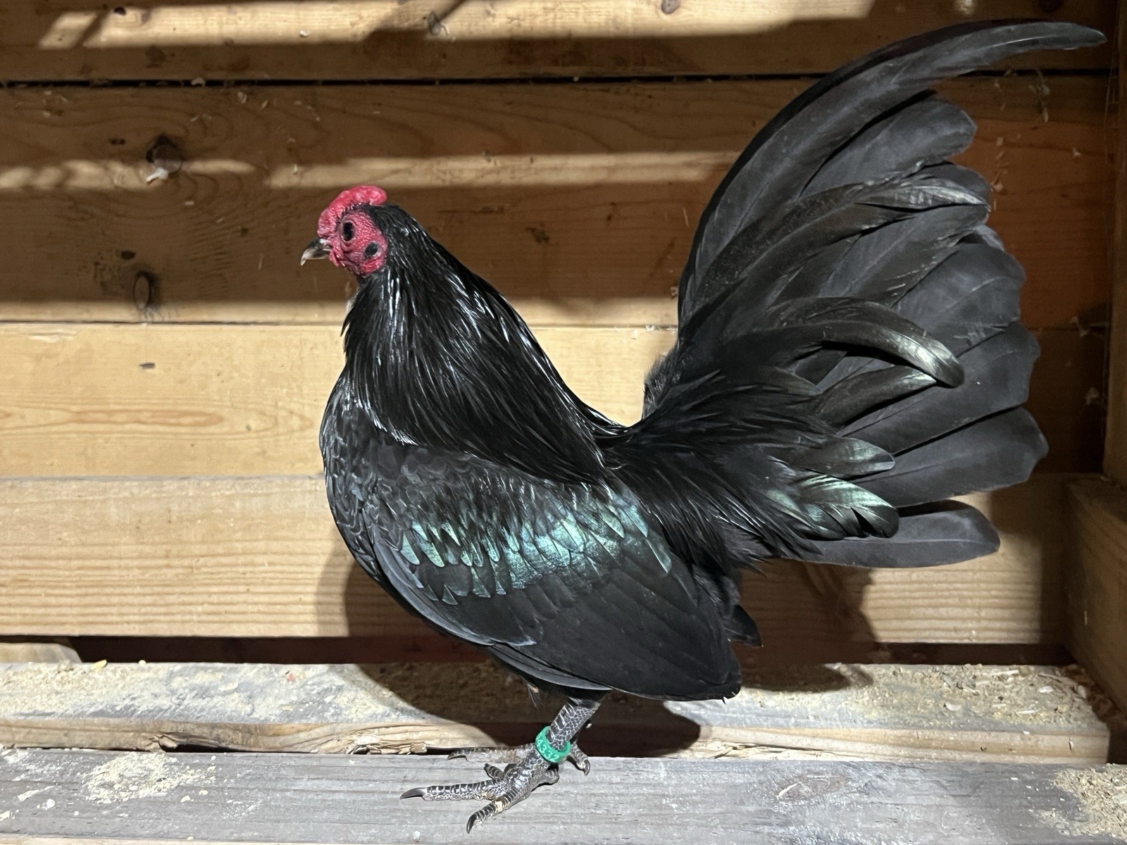 Black OEGB Hatching Eggs 10