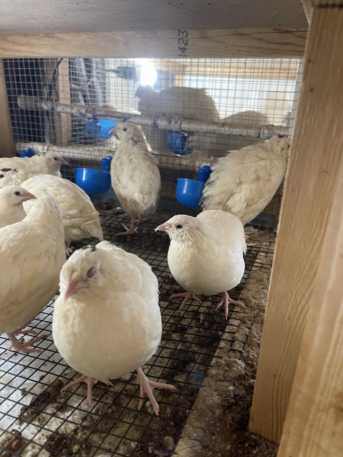 35++ Fertile Jumbo Wild White Coturnix Quail Hatching Eggs