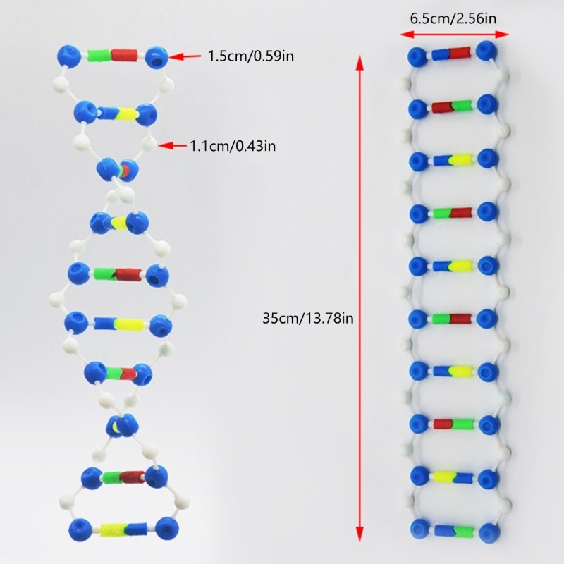 Double Helix DNA Models Set DNA Genetic Structure Models for Teaching