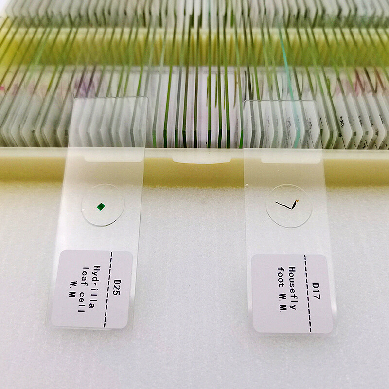 200pcs Animal Insect Plant Tissue Microscope Prepared Slides Set