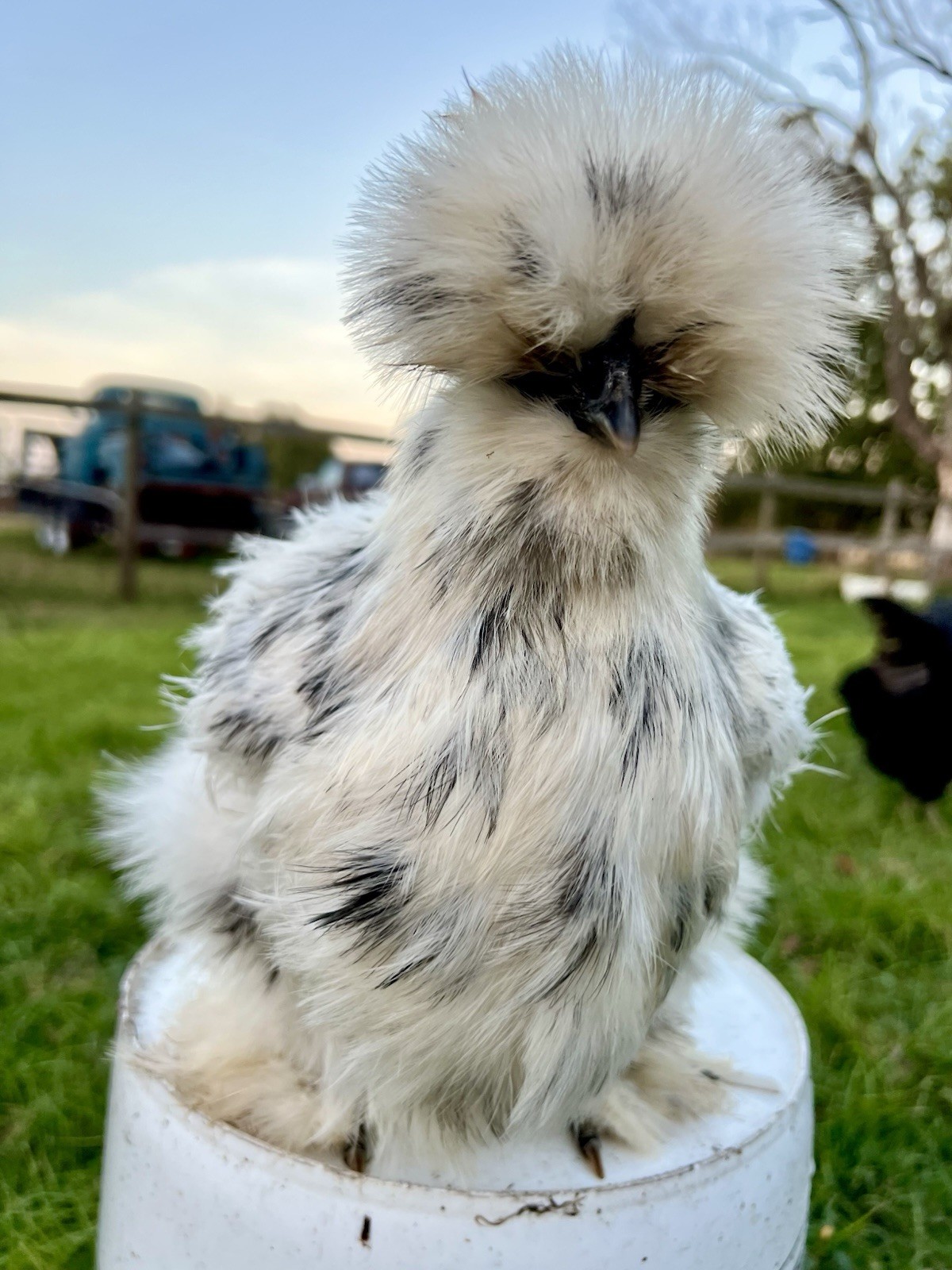 6+ Bearded Paint Silkie Hatching Eggs NPIP Certified Flock