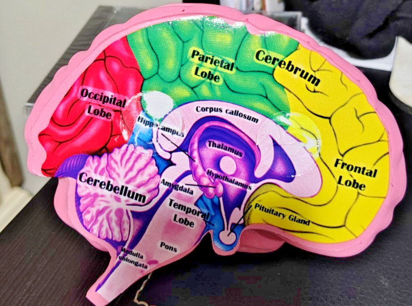 Foam Brain Model, Great Educational Tool for Learning & Teaching MAGNETIZED
