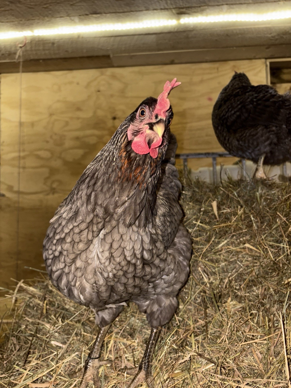 12 + fertile assorted hatching eggs rainbow READ DESCRIPTION