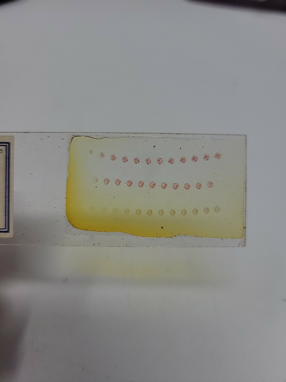 Vintage Microscope Slide 1941