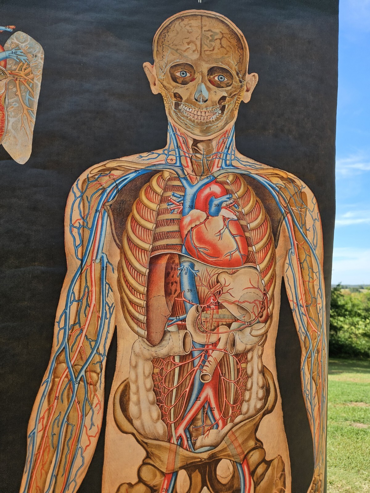 Vintage Cram Anatomical Chart Circulatory System 1950 Italy Rare Mad Science