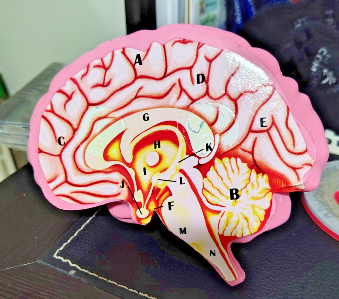 Foam Brain Model, Great Educational Tool for Learning & Teaching MAGNETIZED
