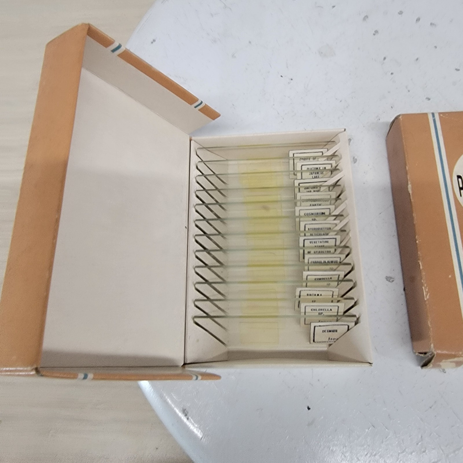 Vintage Compass Prepared Microscope Slides Lot 3 Sets Vegetables Algae Animals J