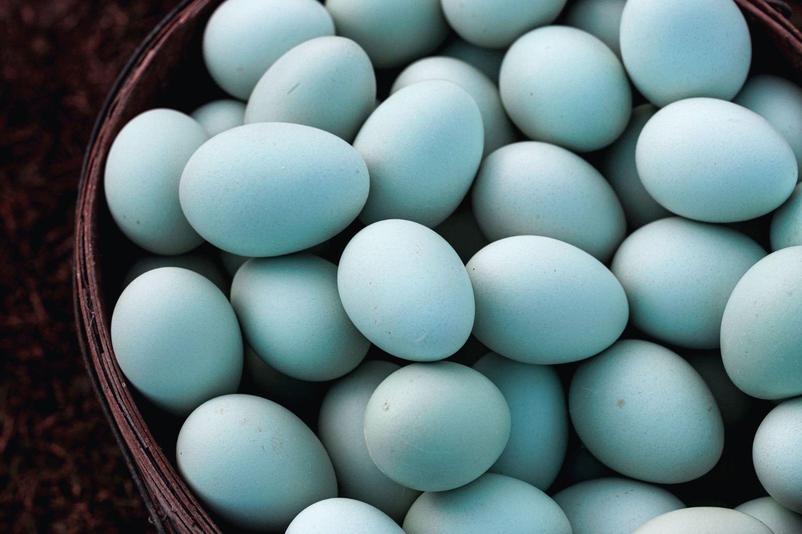 12 BLUE, Organic Healthy Fertile EGGS!