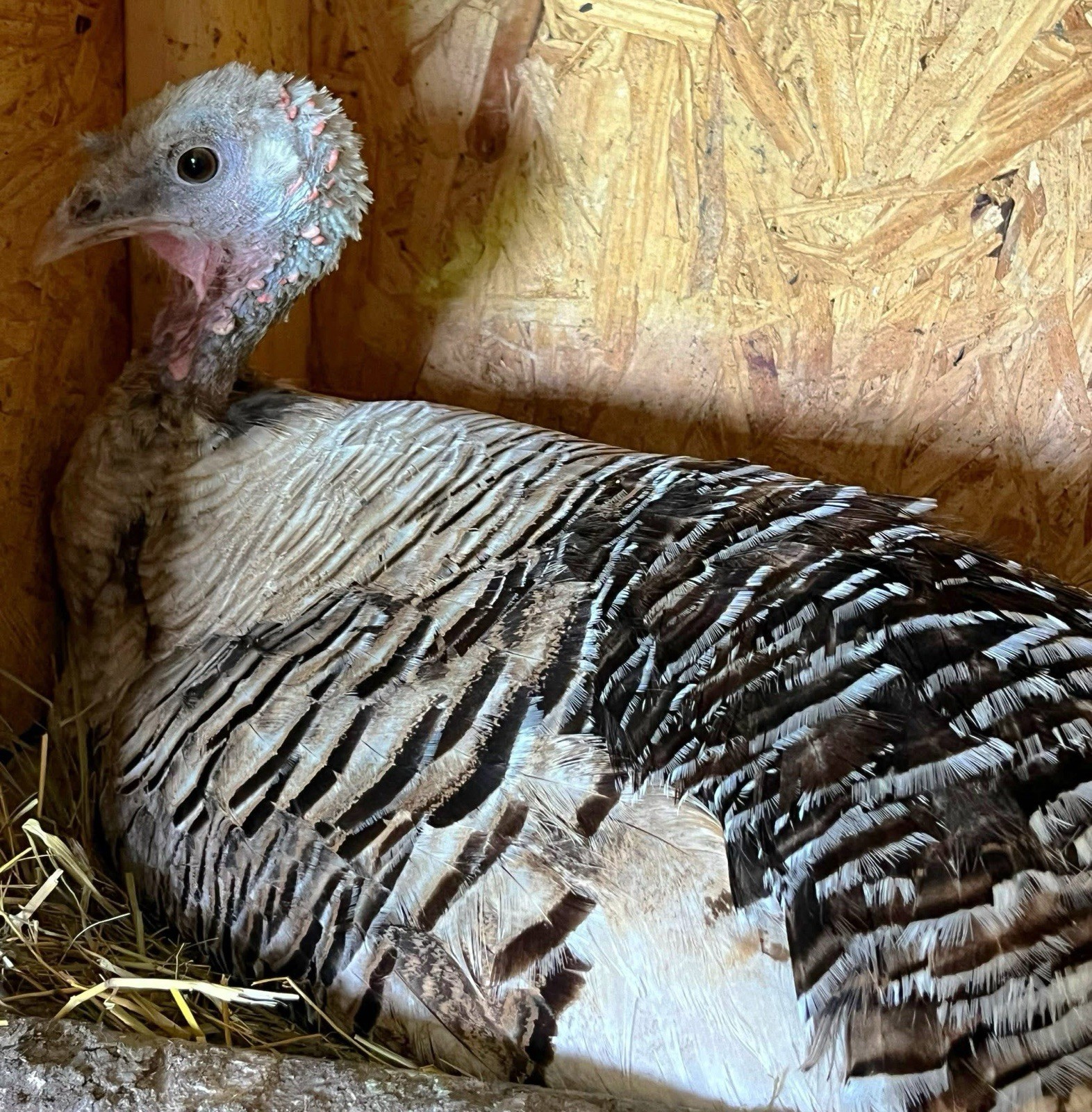 1doz.++ Assorted Species Fertile Hatching Eggs Turkey/chicken/duck