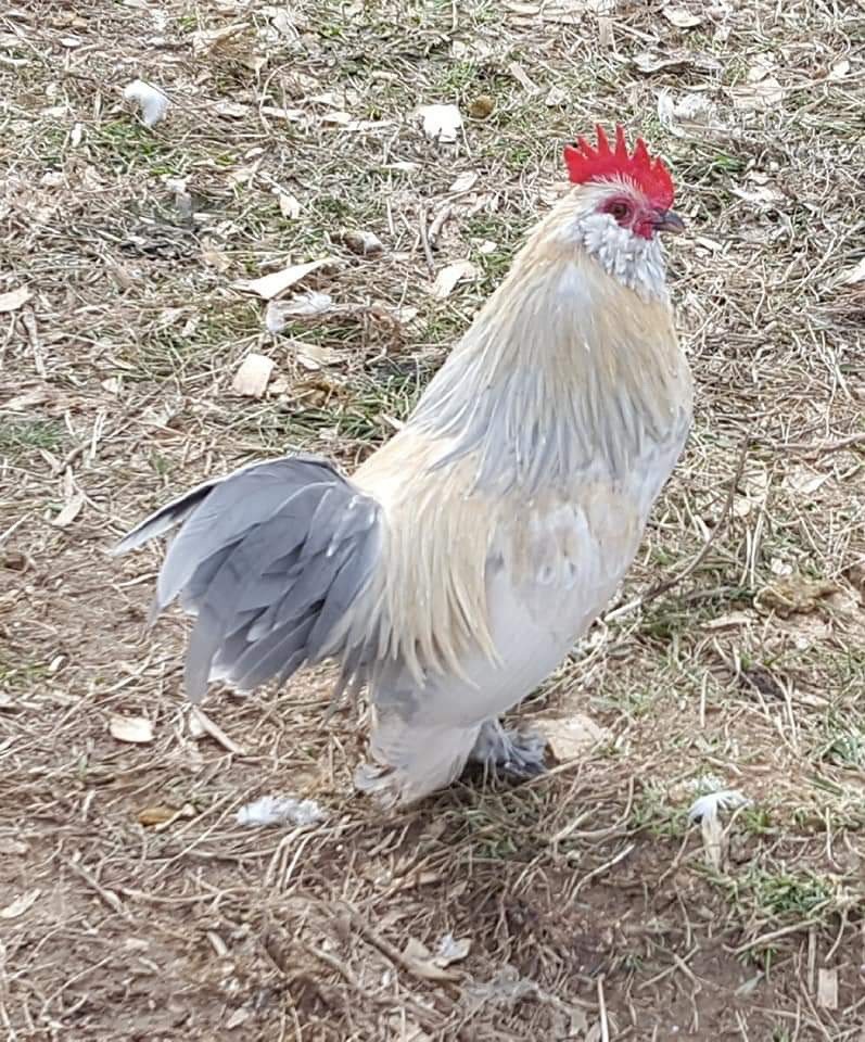 8 To 20 Week Pullets. Rare Breeds Miniature And Large Beautiful Breeding Stock