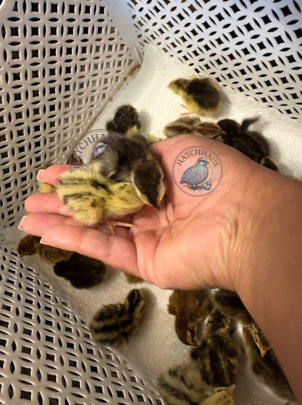 20+ RARE COLORS Coturnix quail hatching eggs - all rainbow colors FAST SHIPPING