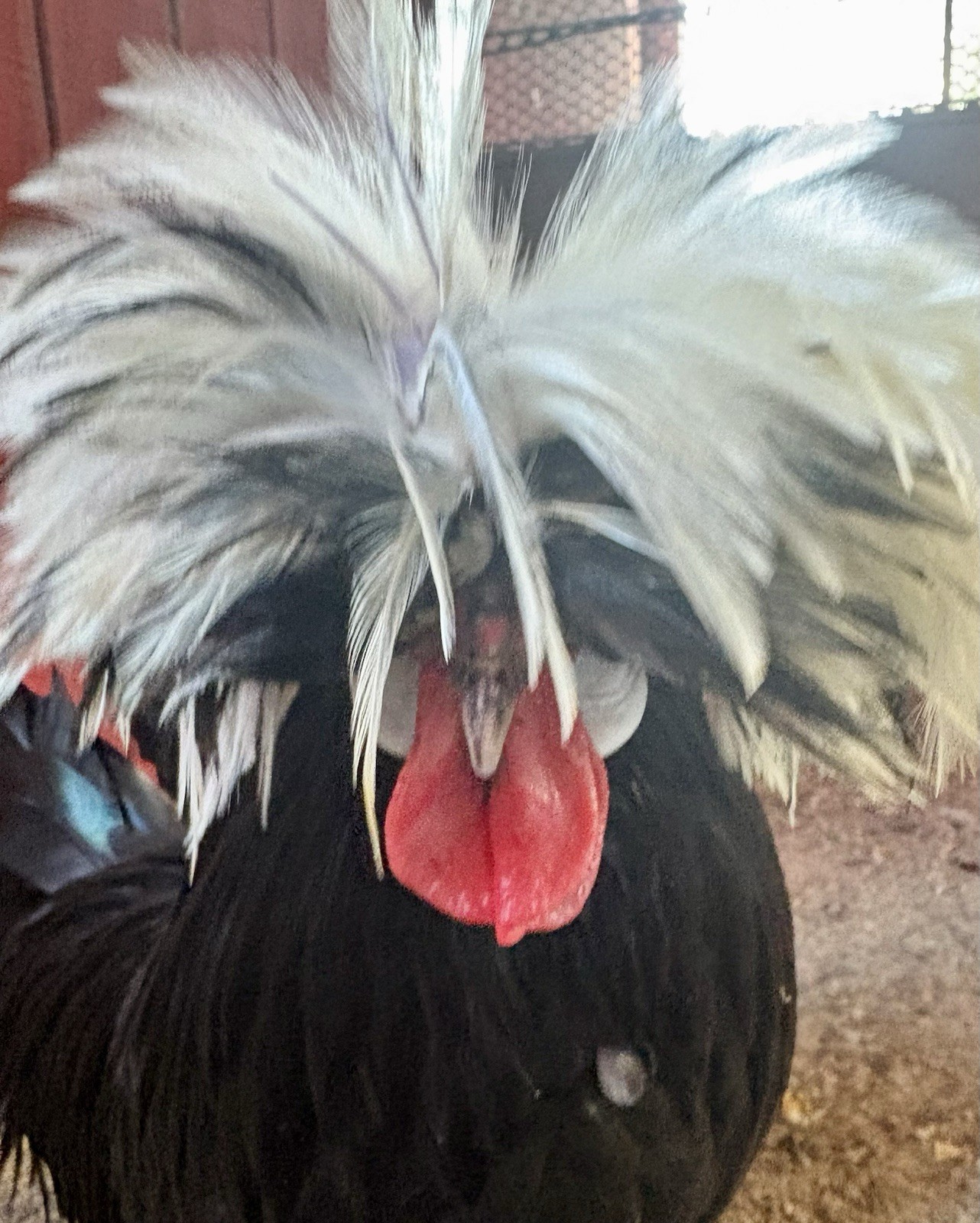 12 TOTAL -pure silver Laced Polish Eggs