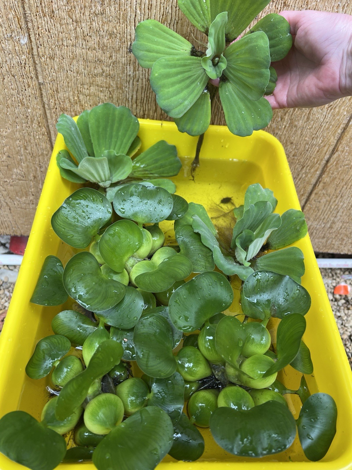 (5) Water Lettuce Jumbo 5-7” Koi Pond Floating Plants Algae Shade COMBINESHIP