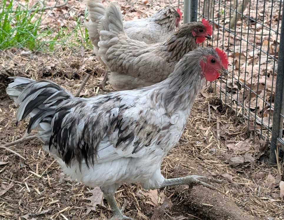 12 Splash Jersey Giant Hatching Eggs, Blue, Splash