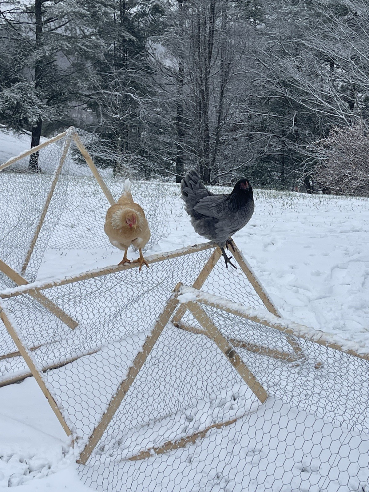 6 fertile hatching chicken eggs - Beautiful Barnyard Mix