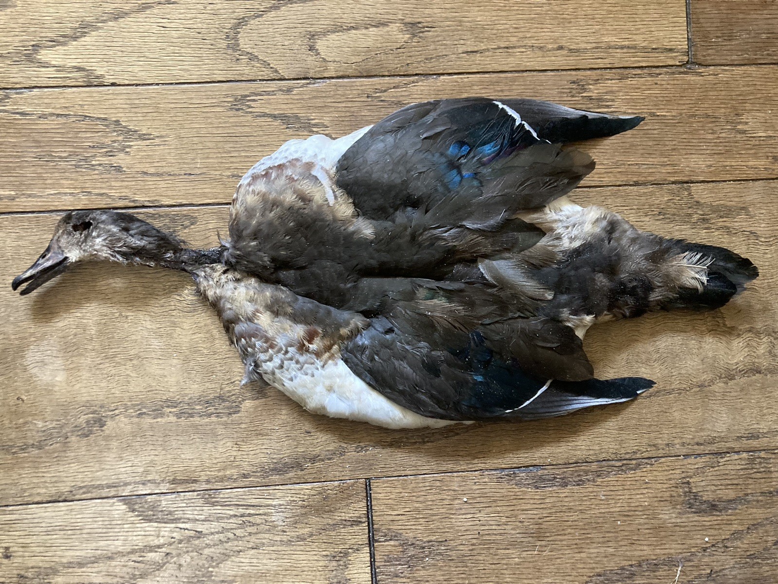 Immature Drake Wood Duck Full Skin 2 Wings Fly Tying Fly Fishing Feathers Flies