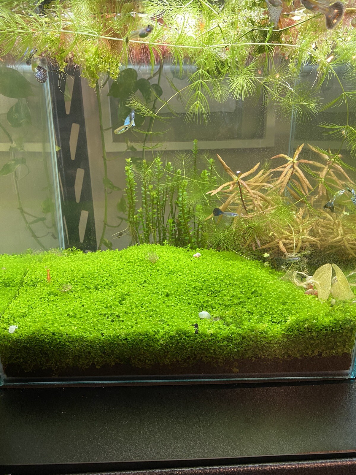 2 Bunches Monte Carlo Micranthemum carpet Low Tech aquarium (+Mystery Plant)