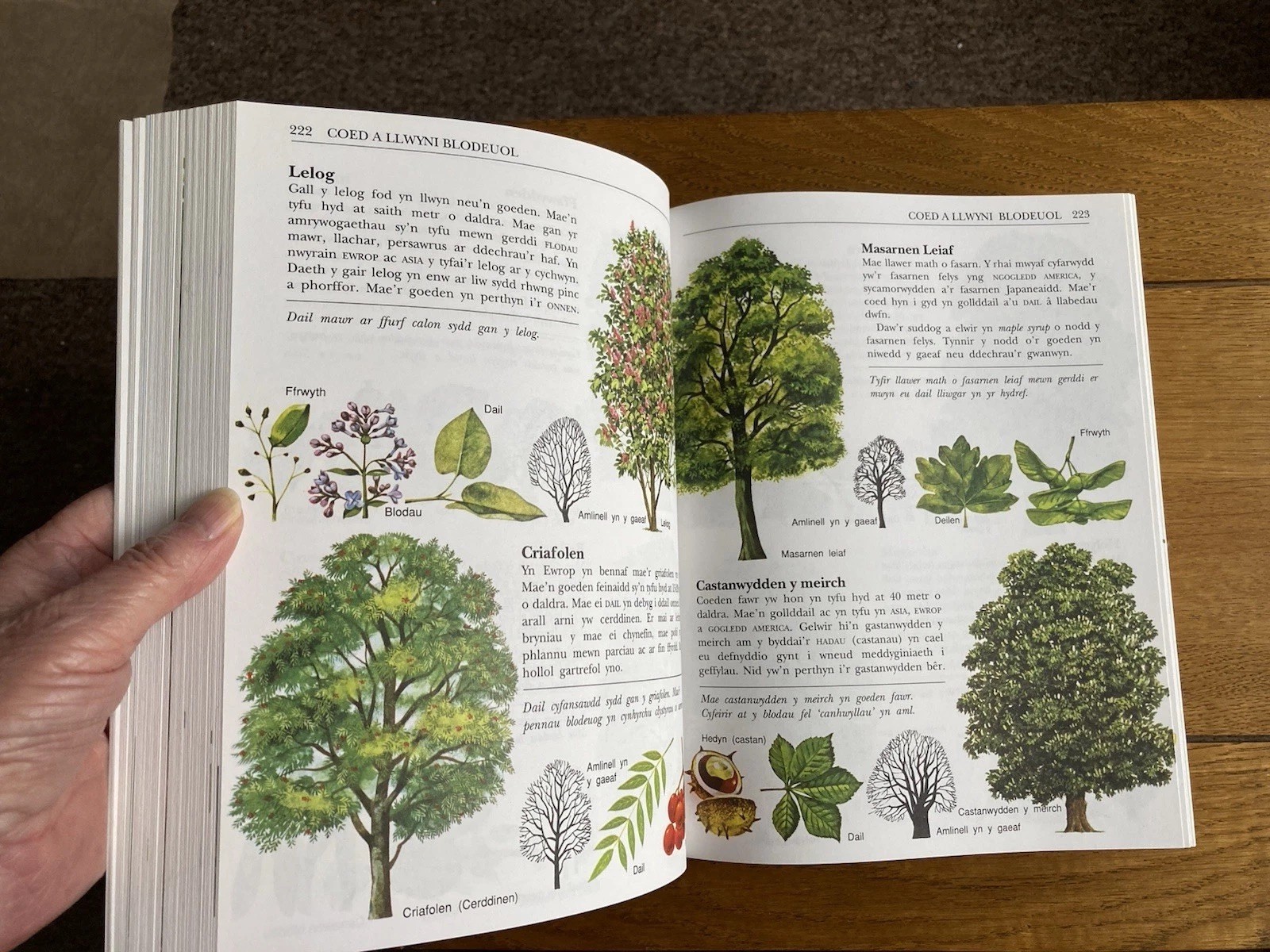 Welsh Language Encyclopaedia